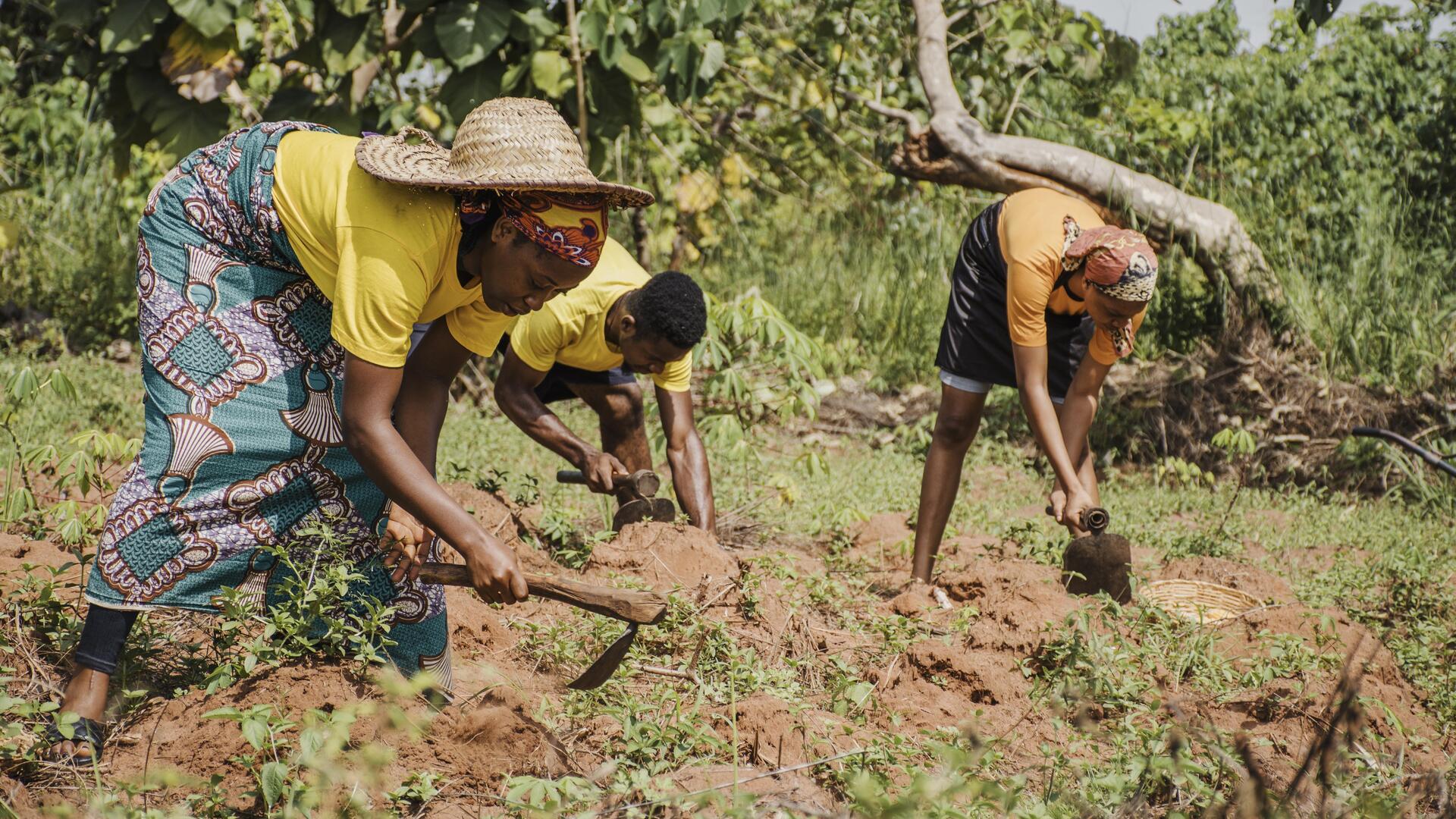 People working in field
